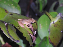 Chalcorana chalconota