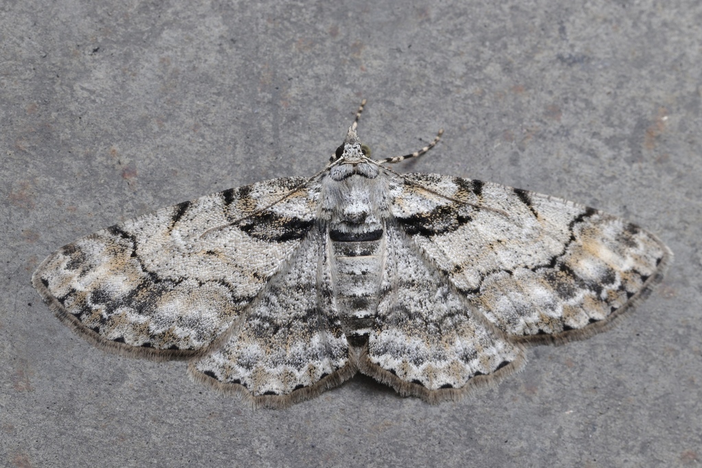 Cleora insolita