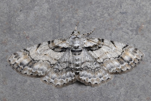 Cleora insolita