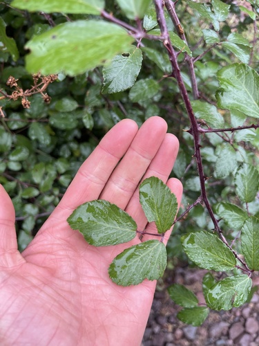 elmleaf blackberry