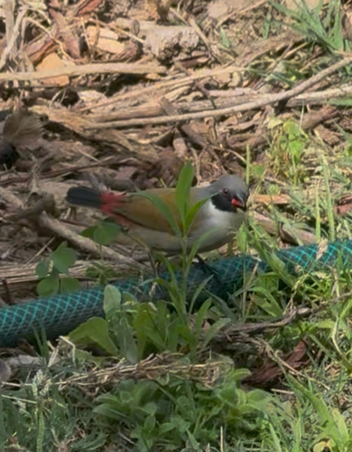 iNaturalist image