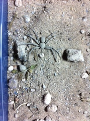 Sicarius thomisoides