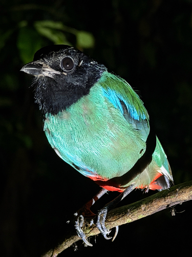 Pitta sordida observed 2026-09-19