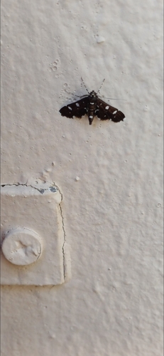 Dotted Sable