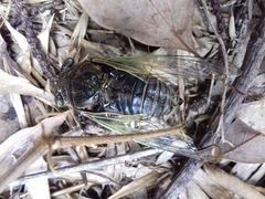 Cryptotympana facialis