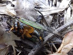 Cryptotympana facialis