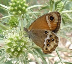 Coenonympha dorus