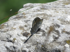 Lasiommata