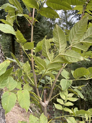 European ash
