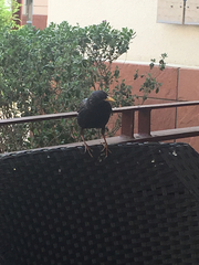 Sturnus vulgaris