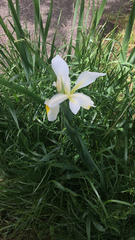 Iris orientalis
