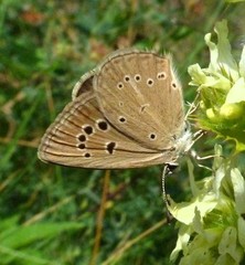 Polyommatus ripartii