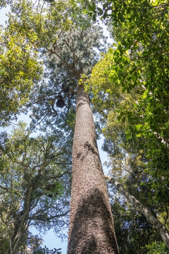 Araucaria cunninghamii observed 2026-10-04