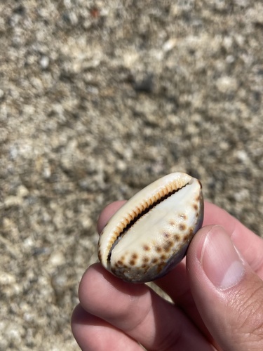 Cypraea eglantina observed 2026-10-09