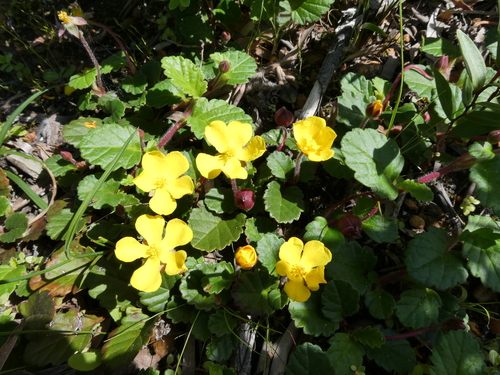Hibbertia grossulariifolia observed 2026-10-03