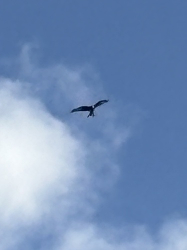 Red Kite