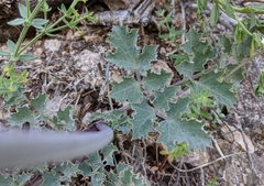 Lomatium repostum