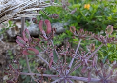 Lomatium repostum