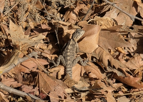 Egyptian Rock Agama
