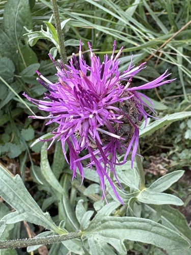 Greater Knapweed