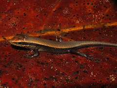 Eutropis rudis