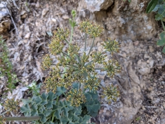 Lomatium repostum
