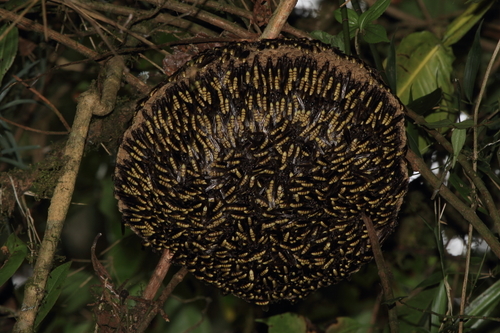 Apoica ambracarina