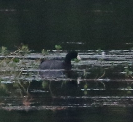 American Coot