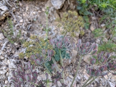 Lomatium repostum