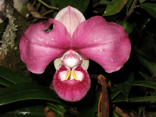 Image of Phragmipedium kovachii by (c) Fábio Olmos, some rights reserved (CC BY)