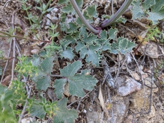 Lomatium repostum