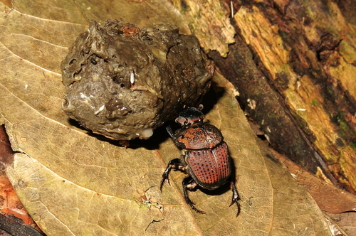 Phanaeus cambeforti