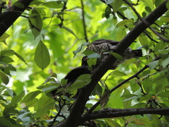 Turdus pilaris