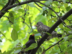 Turdus pilaris