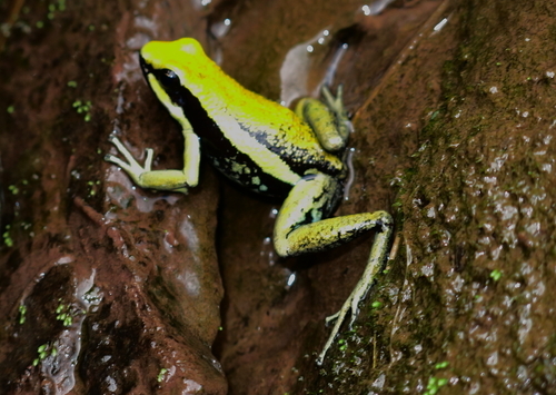 Pleasing Poison Frog, Ameerega bassleri