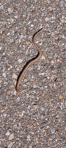 Common Slowworm