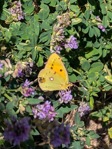 Clouded Yellow