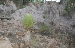 Yucca decipiens