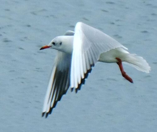 Black-headed Gull
