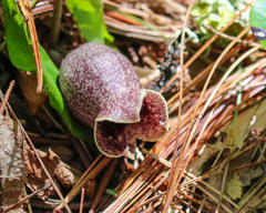 Hexastylis shuttleworthii