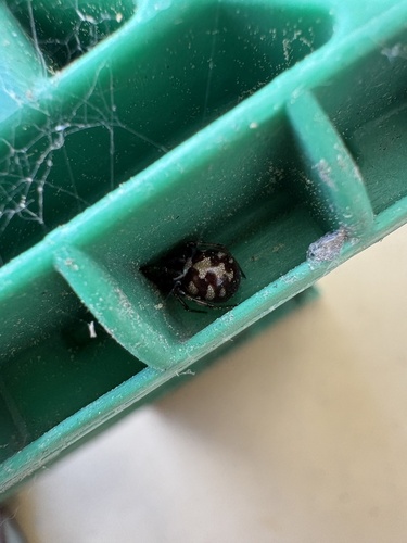 Triangulate Combfoot
