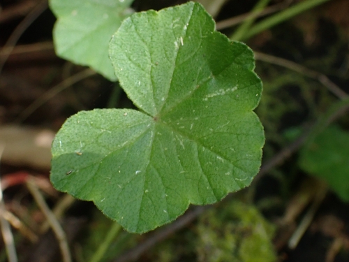 Hydrocotyle hirta, 2026-10-09