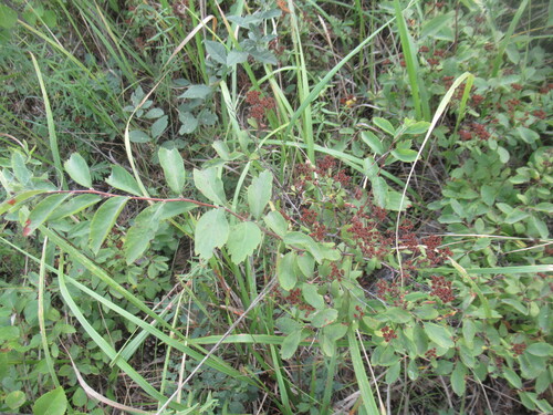 Oriental spiraea (Spiraea media)