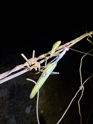 Mantis Acorazada