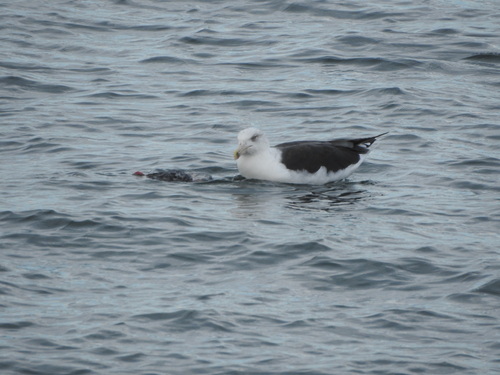 Great Black-backed Gull