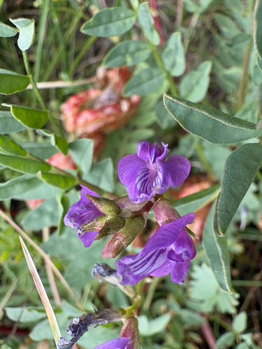 Astragalus lentiginosus observed 2026-09-02