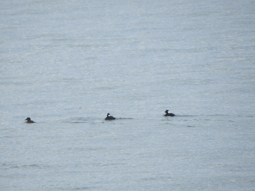 Surf Scoter