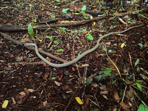 Photo of a Seychelles Wolf Snake (Lycognathophis seychellensis)