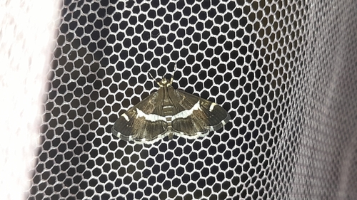 Hawaiian Beet Webworm Moth