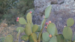 Opuntia durangensis